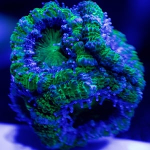 GreenBlueAcan