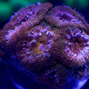 OrangeAcan