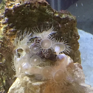 ZOA