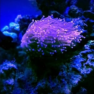 torch coral