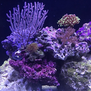 Corals