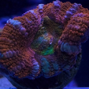 Rainbow Acan