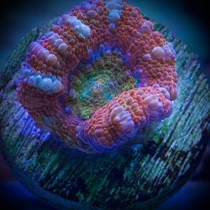 rainbowacan