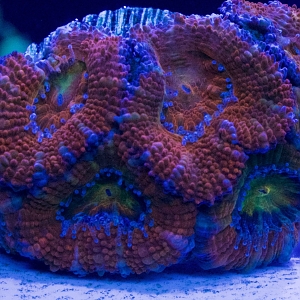 Rainbow Acan