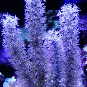 Purp gorgonian