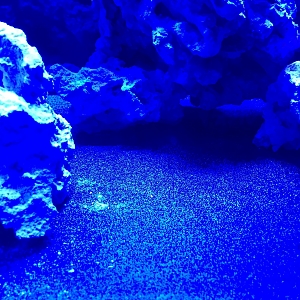 aquascape