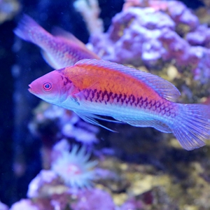 Orange Back Fairy Wrasse