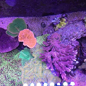 Reef2