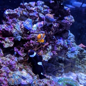 Clowfish