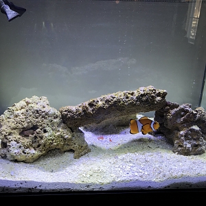 My tank Image