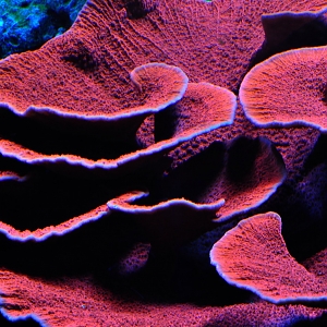 Red-Montipora