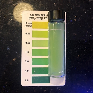 Cycle Day 1 Ammonia