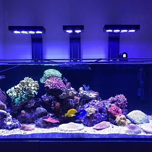 Reef - 68