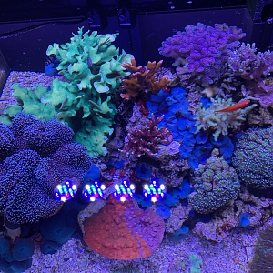 Reef - 85