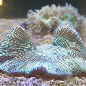 Trachyphyllia sp.