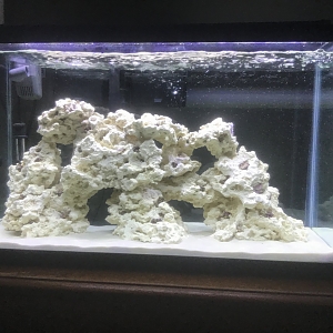 The 29 gallon Saltwater Tank Image