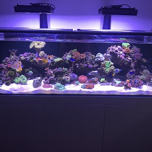 April 2019 tank with whites on.