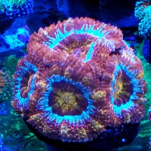 Acan Lord