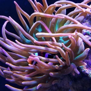 Bubble tip anemone