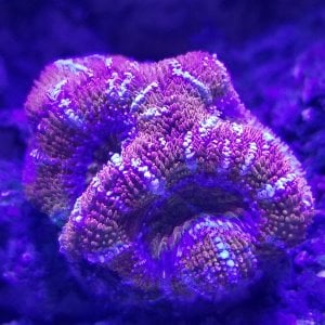 Rainbow acan