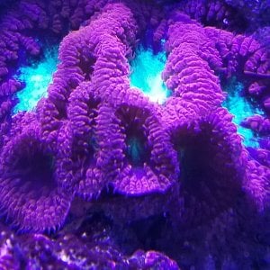 Blasto very hardy coral