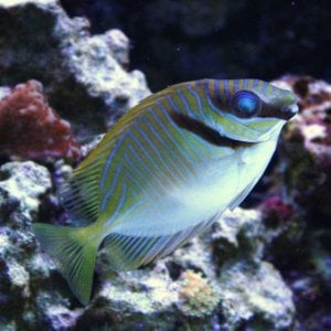 16F RABBITFISH.JPG