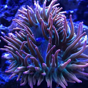 Rose Bubble Tip Anemone