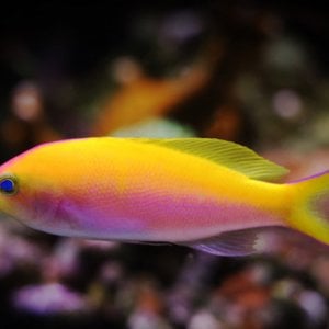 Bartletts Anthias