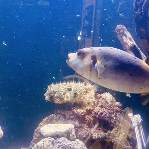 Dogface puffer and striped burrfish