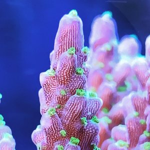 Neon Acropora Nana macro