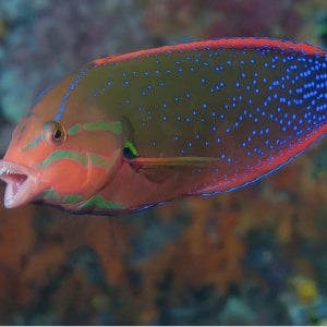 Favorite wrasse