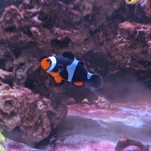 clownfish.jpg