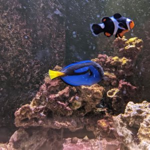 hippo tang and clownfish.jpg