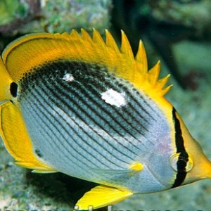 black-back-butterflyfish-24M1022-27.jpg