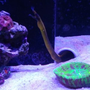 Female ribbon eel