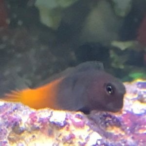 Blenny.jpg