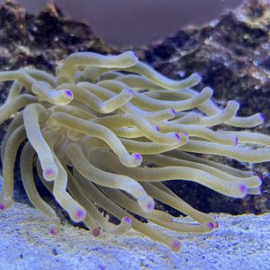 Anemone