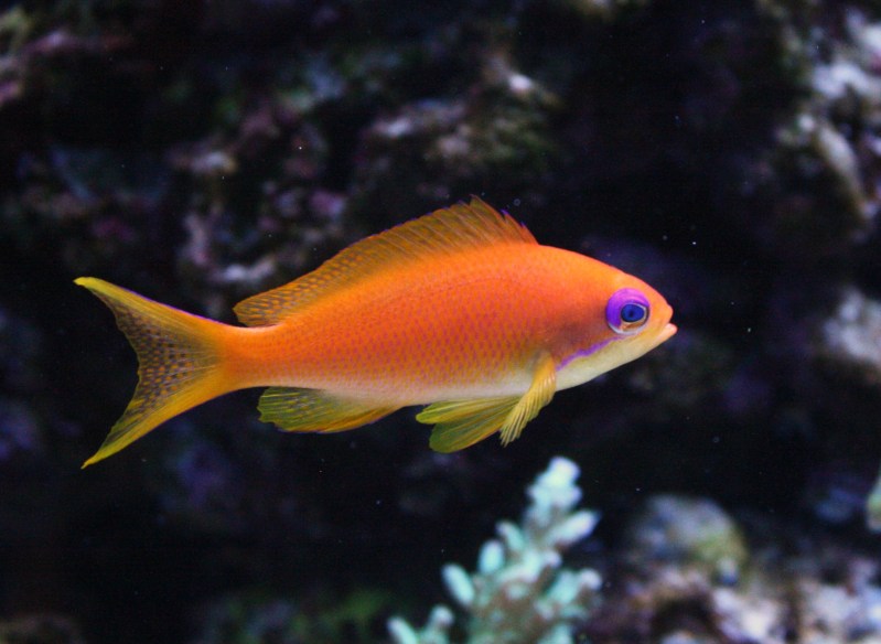 13F FEMALEANTHIAS-1.JPG