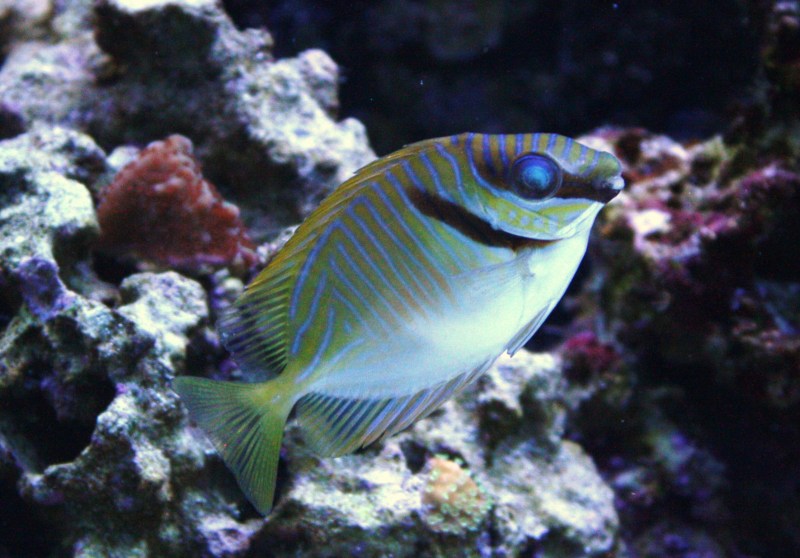 16F RABBITFISH.JPG