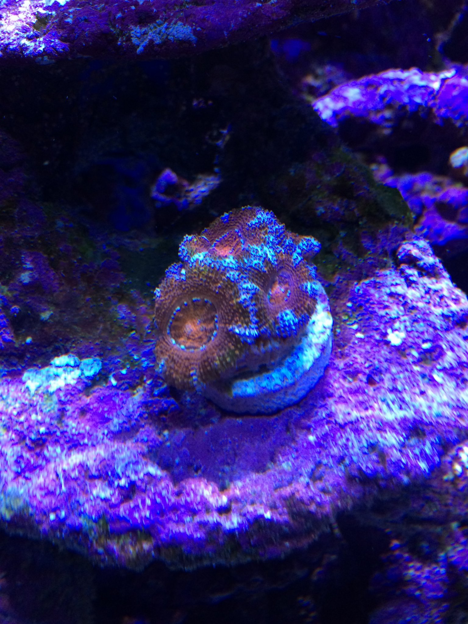 ACAN Frag