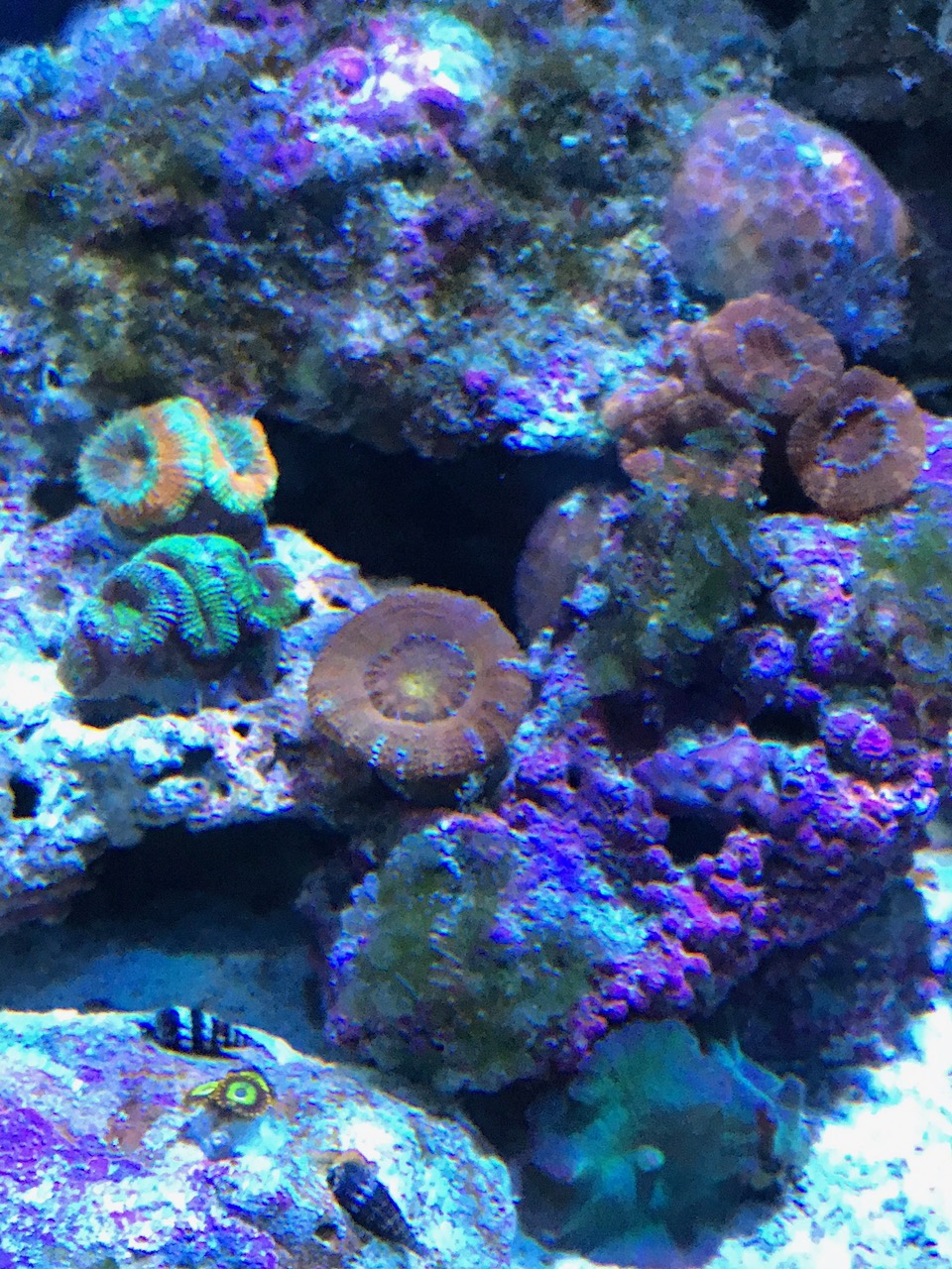 Acan Frags