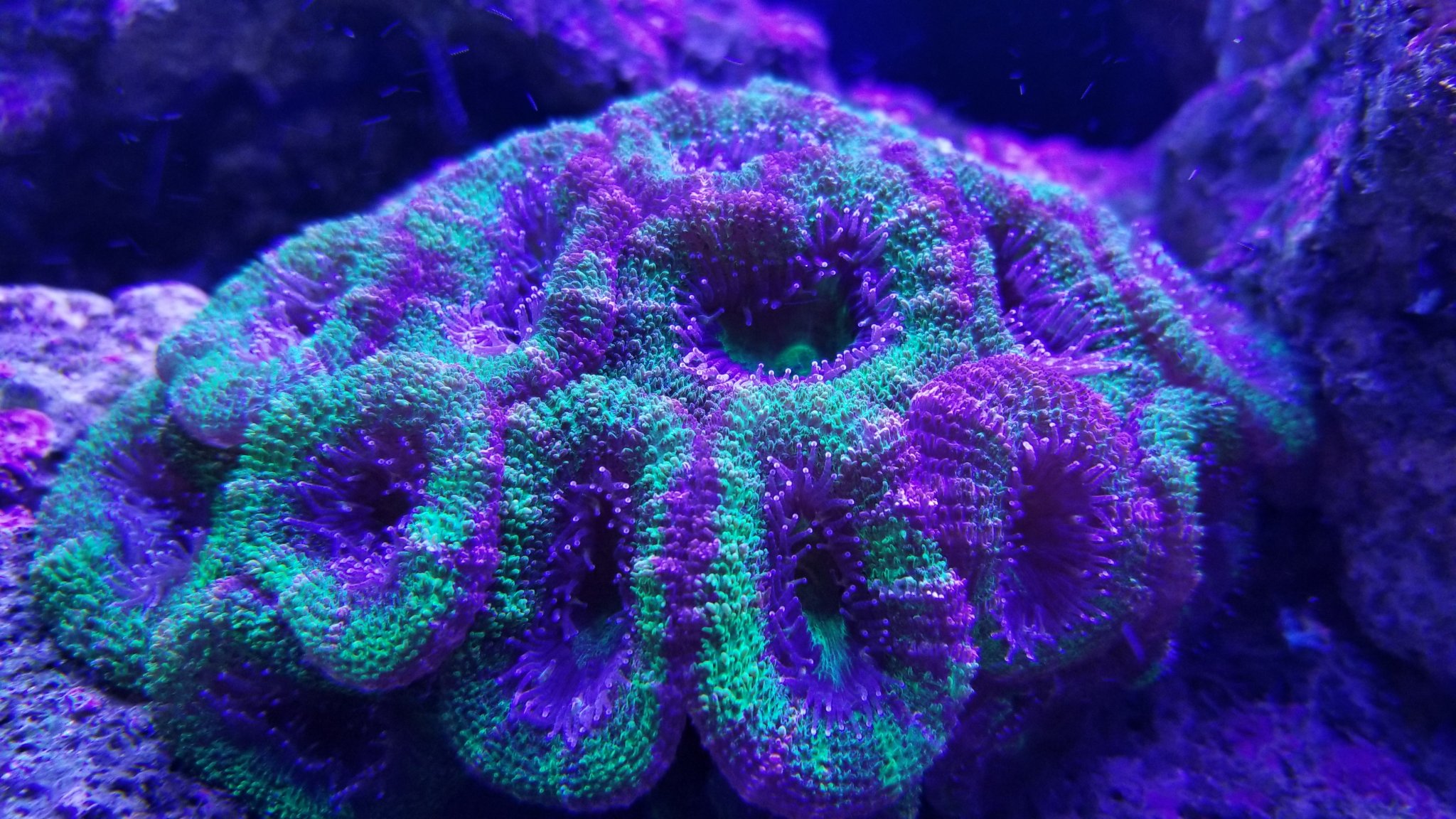 Acans