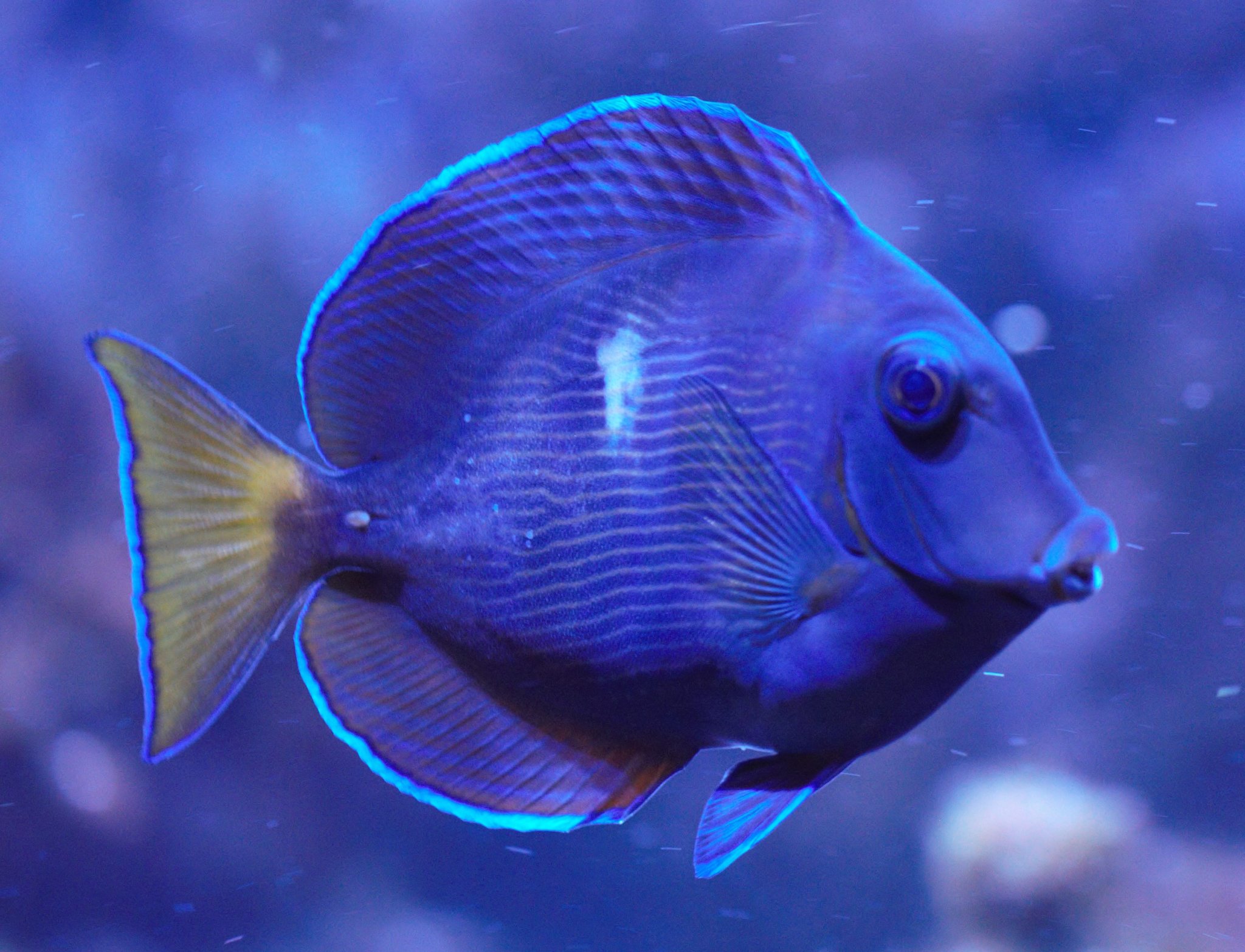 Acanthurus coeruleus (adult) 1.jpg