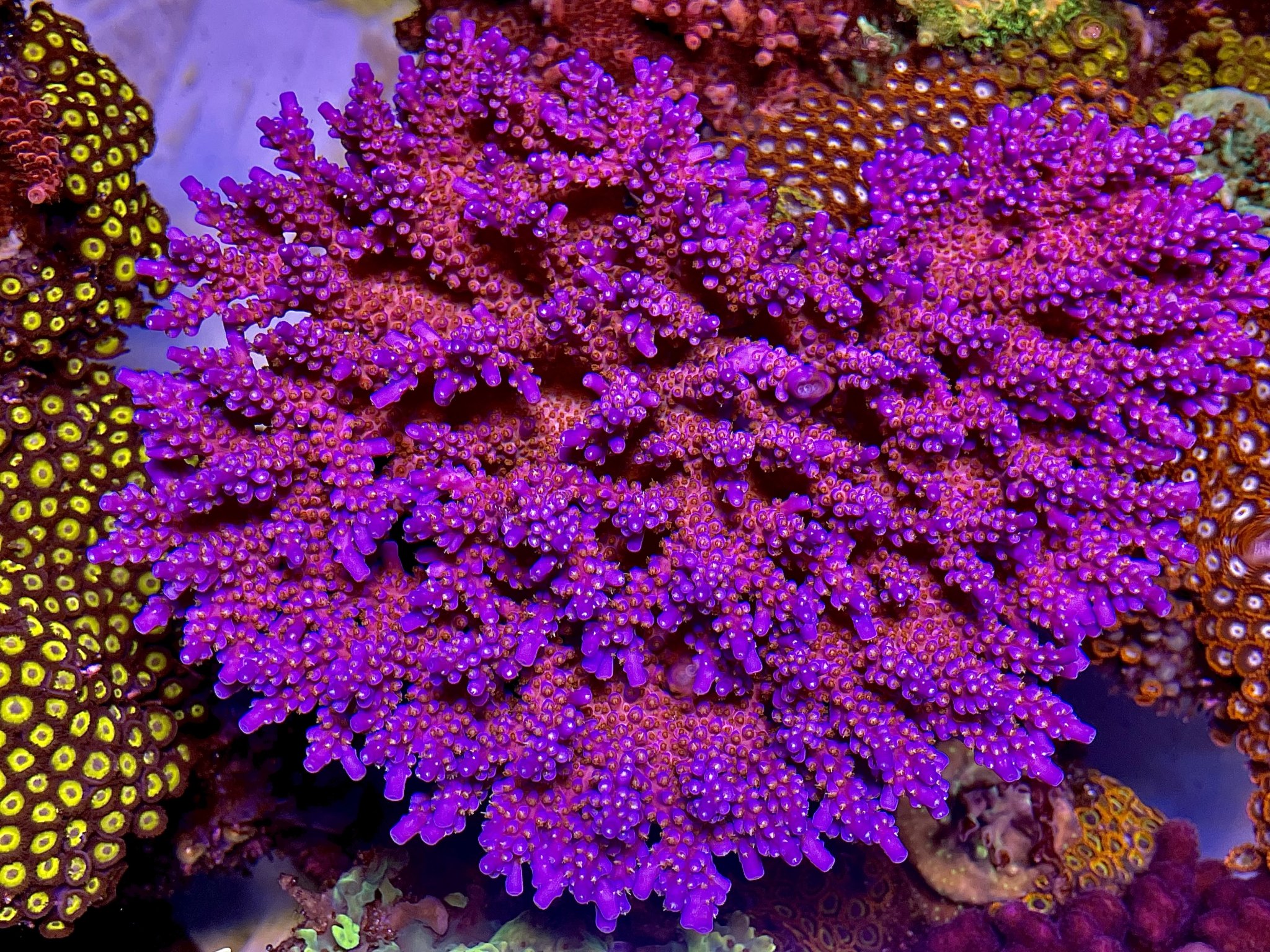 Acropora donei