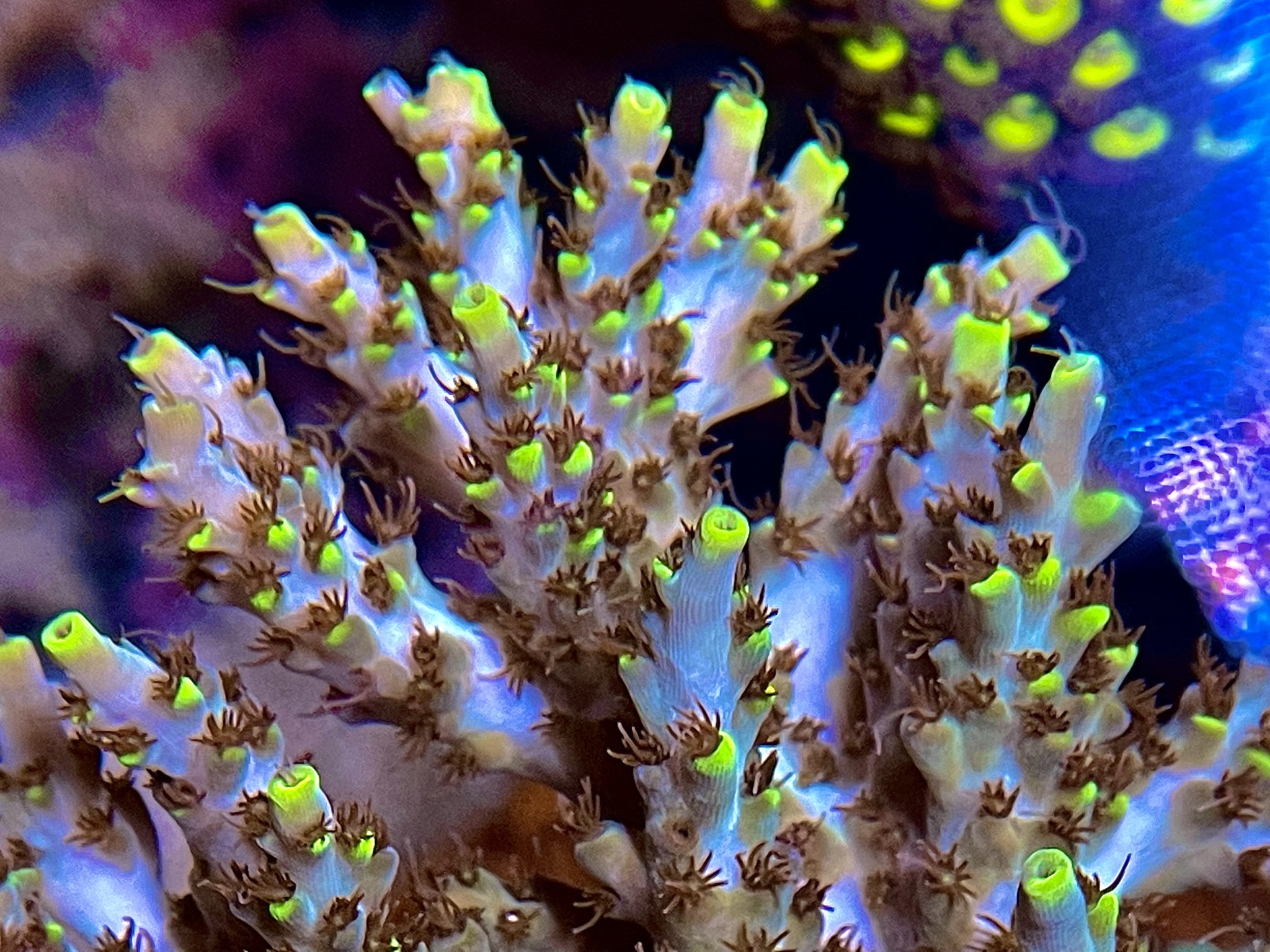 Acropora microclados