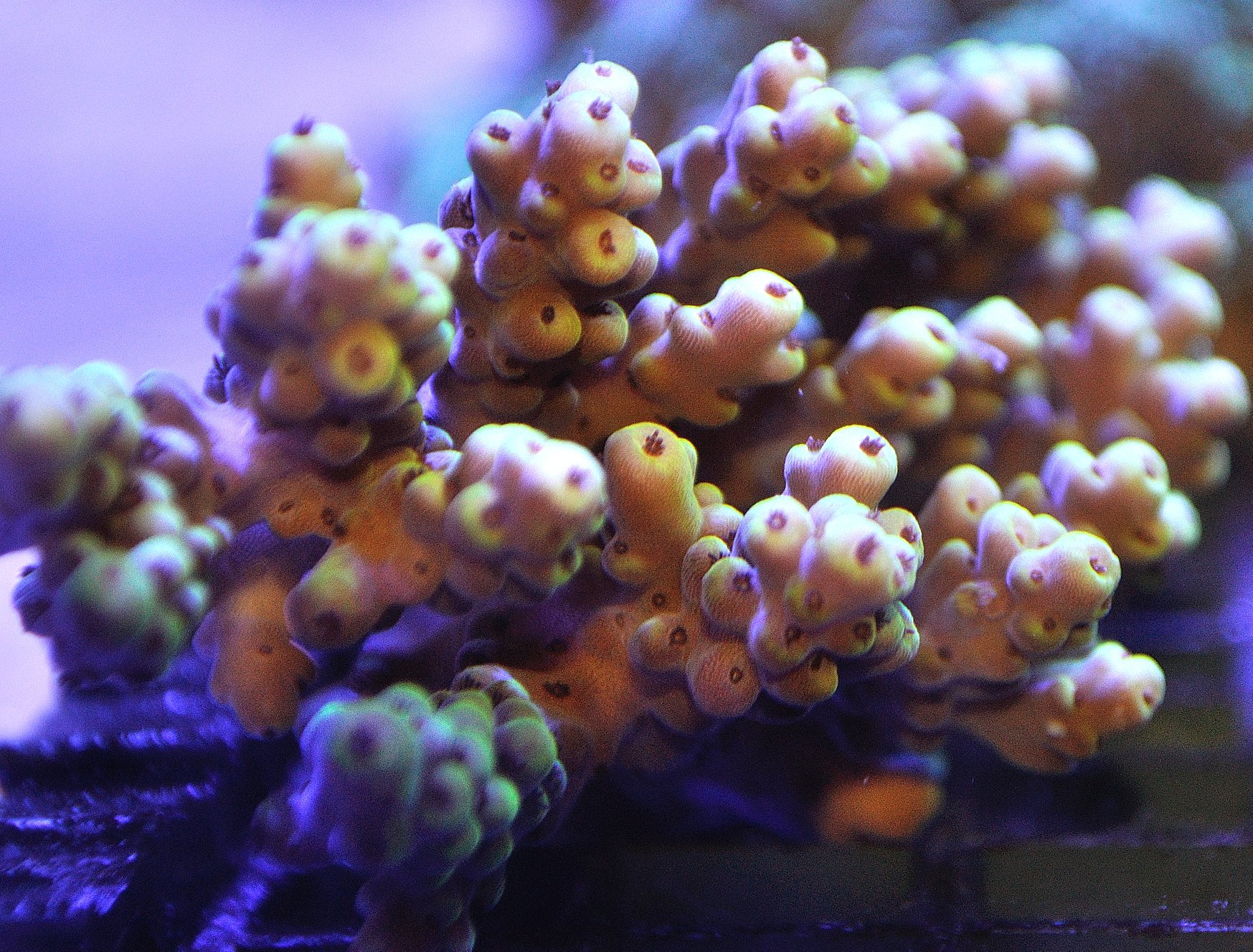 Acropora Sp.