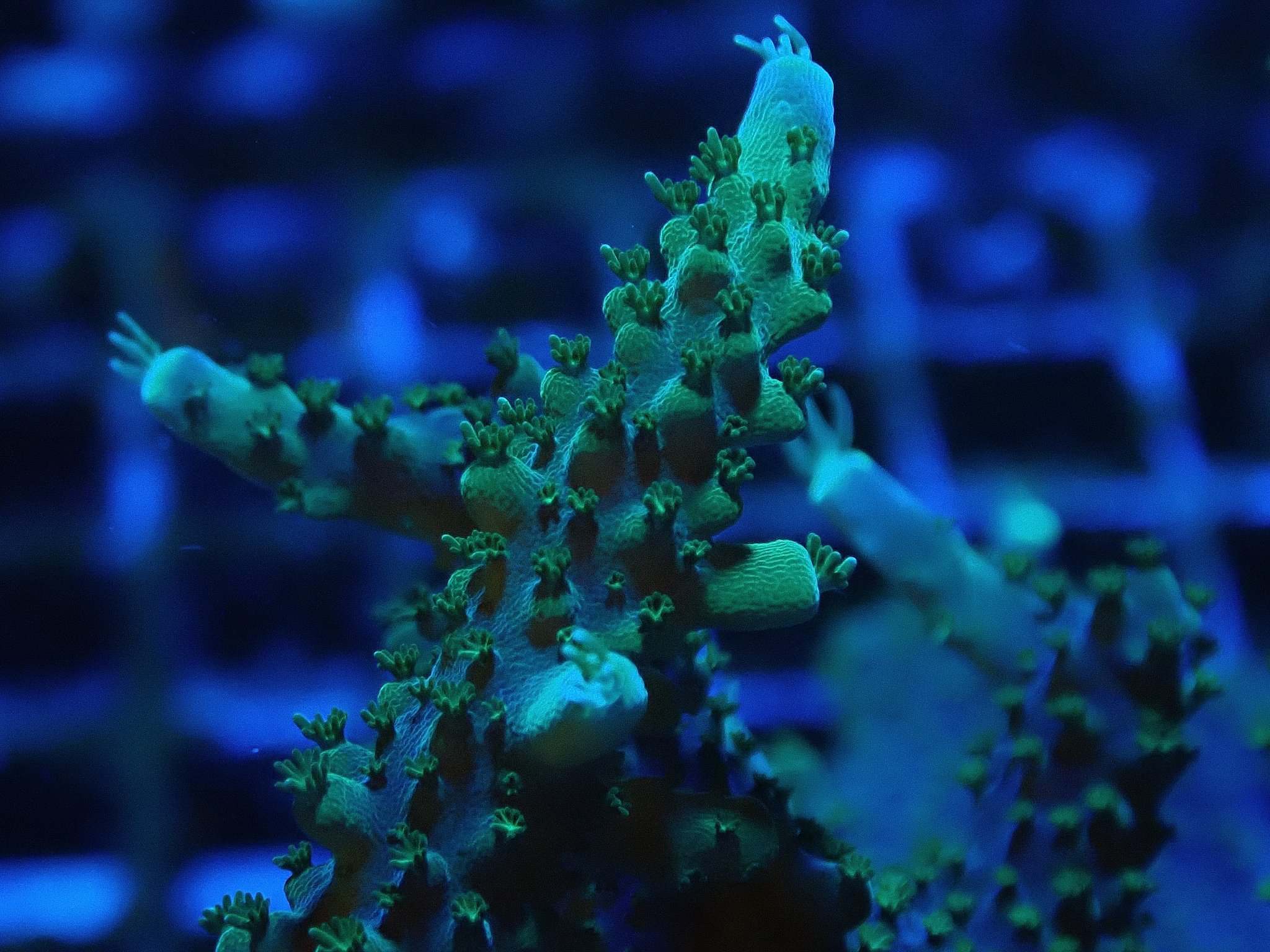 Acropora sp.