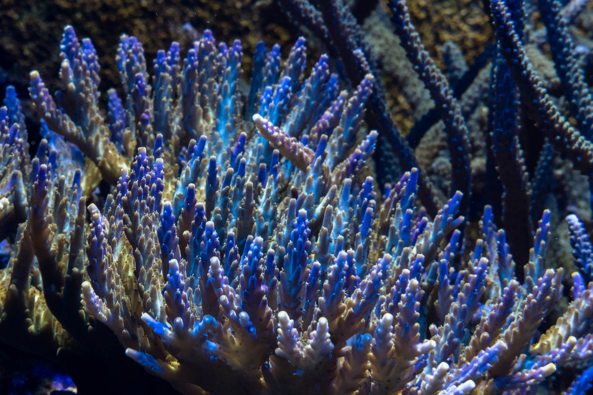 Acropora sp.