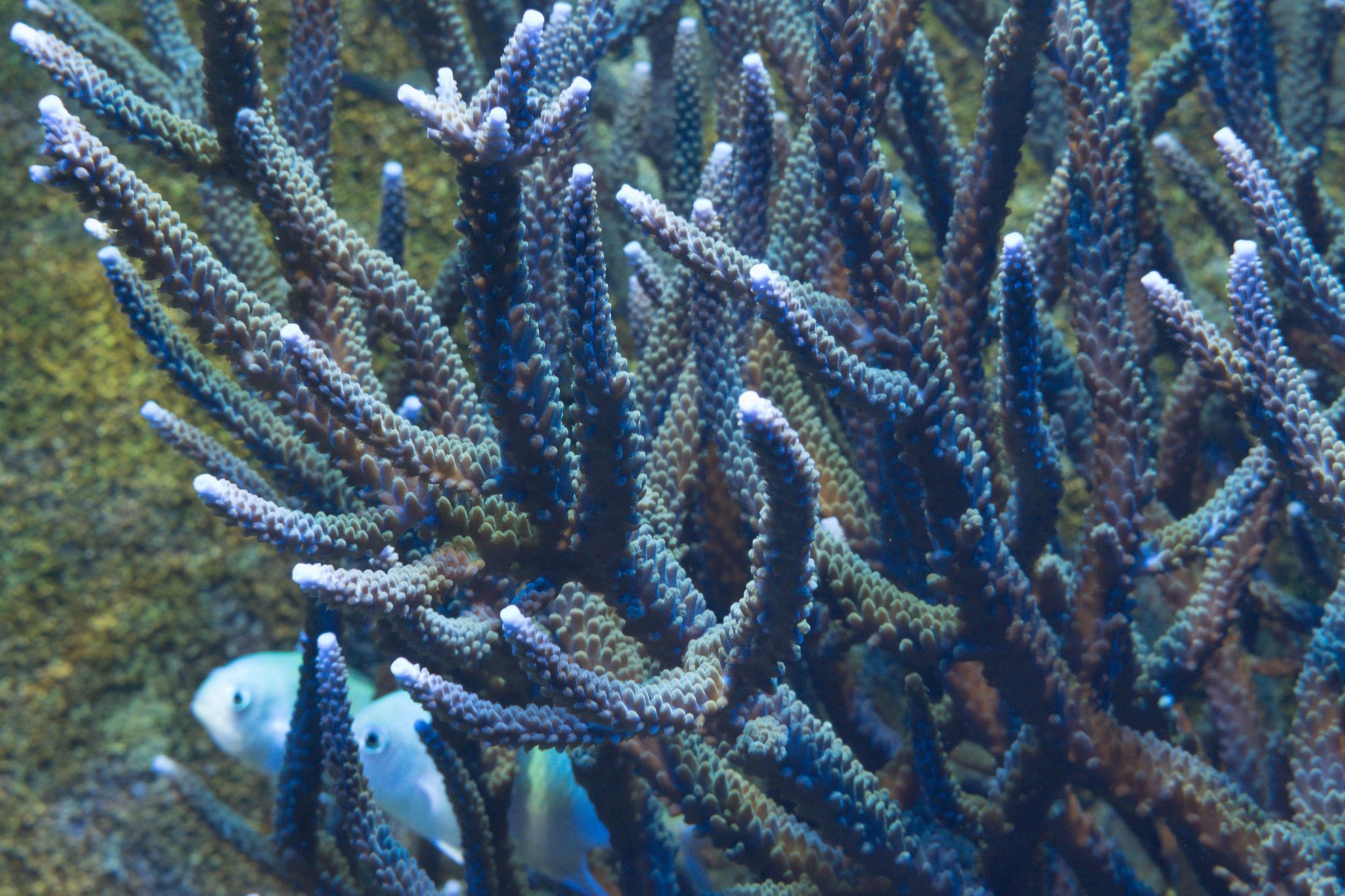 Acropora sp