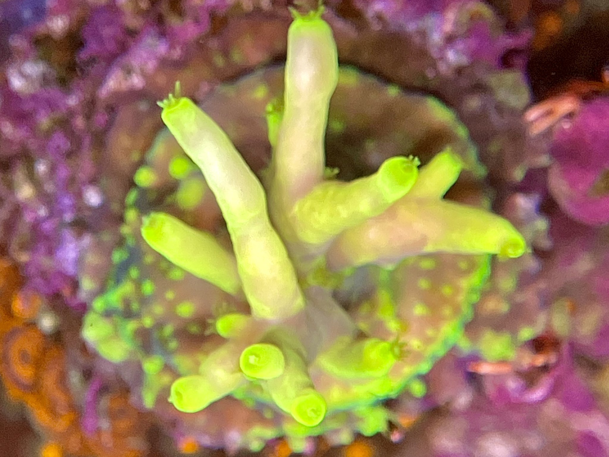 Acropora suharsonoi